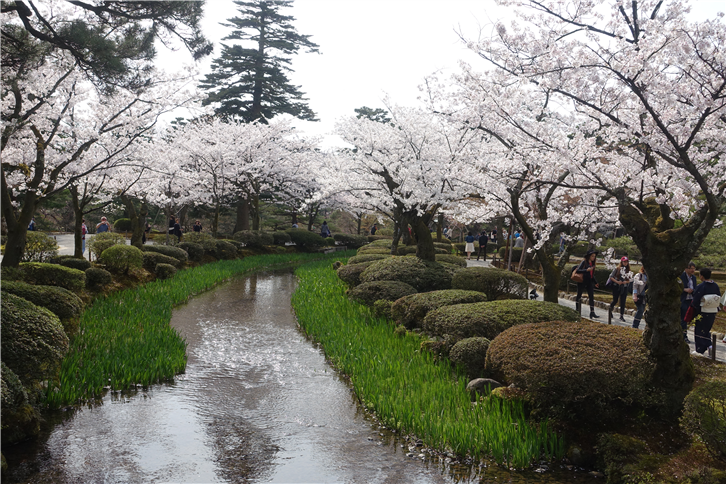 kanazawa 5472 cherry blossom over stream-crop-v2.JPG
